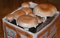 Giant Heirloom Portabella Mushroom Kit