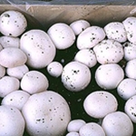 White Button Kit (Agaricus bisporus)