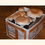 Portabella Heirloom Kit