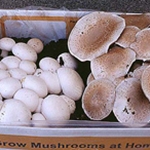 ½ Crimini & ½ White Button Kit (Agaricus bisporus)