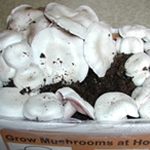 Dense White Kit (Agaricus bitorquis)