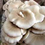 Elm Oyster Kit