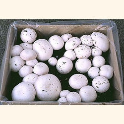 White Button Kit (Agaricus bisporus)