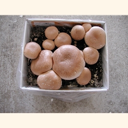 Portabella/ Crimini Kit (Agaricus bisporus)