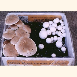 ½ Portabella & ½ White Button Kit (Agaricus bisporus)