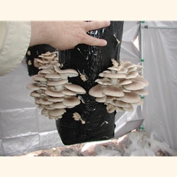 Blue Oyster Kit (Pleurotus ostreatus)
