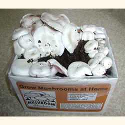 Dense White Kit (Agaricus bitorquis)