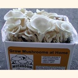 Elm Oyster Kit