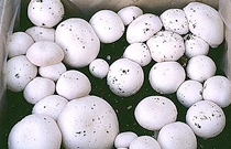 White Button Mushroom Kit