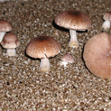 Assorted sizes of Blazei fruiting