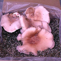 Blewit Mushroom in kit