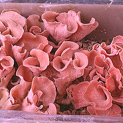 Pink Oyster mushroom