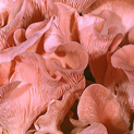 Close up of Pink Oyster mushrooms