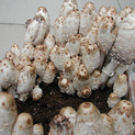 Shaggy Mane close up