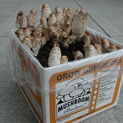 Shaggy Manes ready to harvest