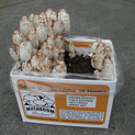 Shaggy Mane in full fruit