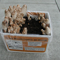 Shaggy Manes ready to pick