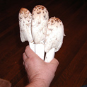 Shaggy manes from our kits