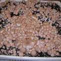 Bin full of fruiting brown mushrooms