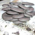 Blue Italian oyster mushroom