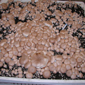 Cherry bin full of fruiting brown mushrooms