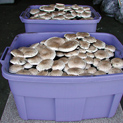 Fruiting tub of small portabellas