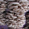 Massive fruiting of Blue Oyster