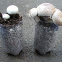 Two fruiting coke bottles