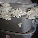 Clusters of Oysters fruiting from bin