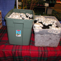 Fruiting White Buttons in various bins