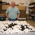 White Button mushrooms fruiting in a cherry bin