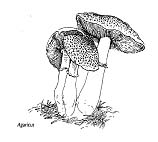 Mushroom Illustration