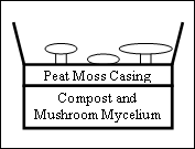 Mushroom Kit Illustration