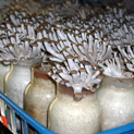 Brown Clam Shell Mushrooms
