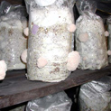 Hericium Fruiting in Bags