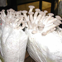 King Oysters fruiting from bags