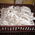 Freshly harvested King Oysters