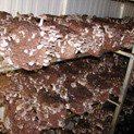 Shiitake Blocks Fruiting