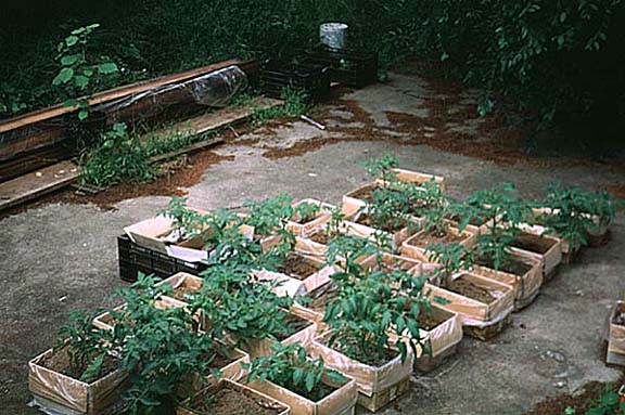 Recyle your Mushroom Kit, Grow Tomatoes!