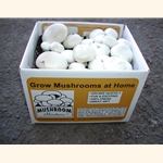 White Button Kit (Agaricus bisporus)