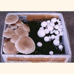 ½  Portabella & ½  White Button Kit (Agaricus bisporus)