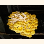 Oyster Growing Block Kit (Pleurotus citrinopileatus))