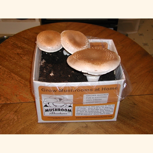 How To Grow Portobello Mushrooms Without A Kit Amazing Tips To Grow