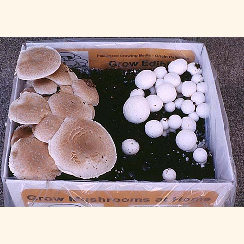 white button mushroom growing kit