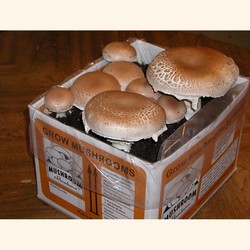 Portabella Mushroom Growing Kit.  Certified Organic
