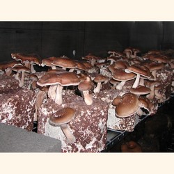Shiitake Mushroom Growing Kit.  Certified Organic
