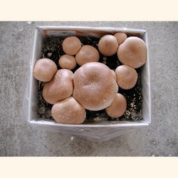 Crimini Mushroom Growing Kit, Certified Organic by CCOF.