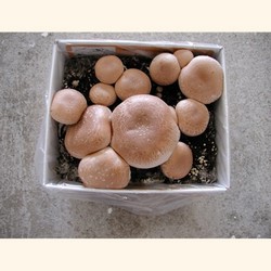 Crimini Mushroom Growing Kit.  Certified Organic