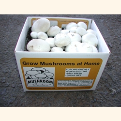 White Button  Mushroom Growing Kit.  Certified Organic