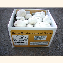 White Button Mushroom Fruiting Kit, complete easy to grow at home kit, fun,  easy, made by Mushroom Adventures since 1996. Ship daily by FedEx. Grow  your own mushrooms, all you do is